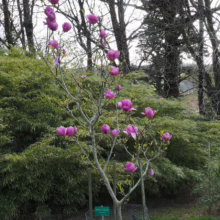 Magnolia ‘Cleopatra’ (Magnolia) tree flowering in garden.