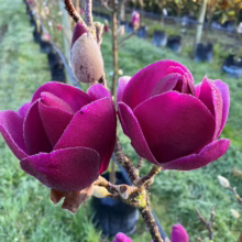 Magnolia ‘Cleopatra’ (Magnolia) two flowers.