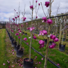 Magnolia ‘Cleopatra’ (Magnolia) line at Leafland.
