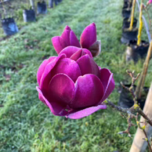 Magnolia ‘Cleopatra’ (Magnolia) flower at Leafland.