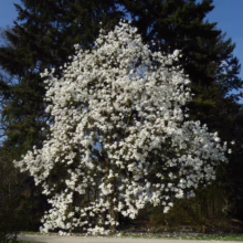 Magnolia ‘David Clulow’ (Magnolia) large tree flowering.