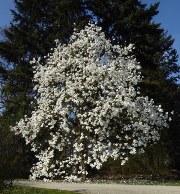 <i>Magnolia</i> 'David Clulow' - Image 2