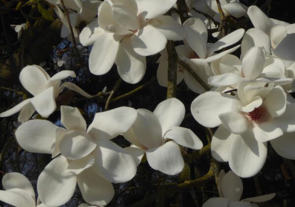 <i>Magnolia</i> 'David Clulow'