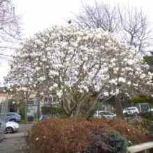 Magnolia denudata (Yulan Magnolia) flowering in town.