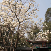 Magnolia denudata (Yulan Magnolia) flowering branches.