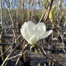 Magnolia denudata (Yulan Magnolia) flower at Leafland.