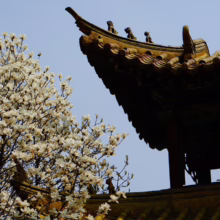 Magnolia denudata (Yulan Magnolia) by a japanese building