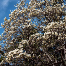 Magnolia denudata (Yulan Magnolia) flowering branches.