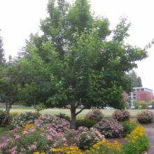 Magnolia denudata (Yulan Magnolia) summer tree.