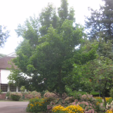 Magnolia denudata (Yulan Magnolia) summer form.
