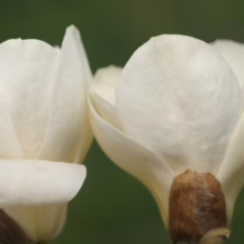 Magnolia denudata ‘Gere’ (Yulan Magnolia) new buds.