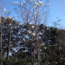 Magnolia denudata ‘Gere’ (Yulan Magnolia) branches flowering.