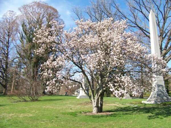 <i>Magnolia denudata</i> 'Gere'