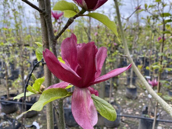 <i>Magnolia</i> 'Deryk'