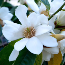 Michelia doltsopa (Temple Magnolia) flower.