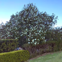 Michelia doltsopa (Temple Magnolia) in a garden.