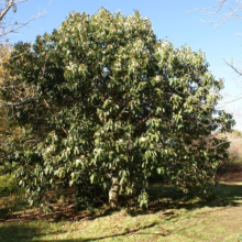 Lush camellia tree in full bloom, its dark green leaves catching sunlight in a park setting. Bare trees frame the scene against a clear blue sky, hinting at the transition from winter to spring.