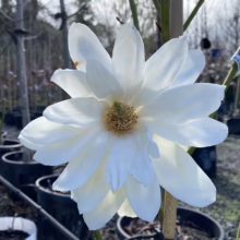 Michelia doltsopa ‘Silver Cloud’ (Temple Magnolia) flower.