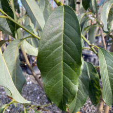 Michelia doltsopa ‘Silver Cloud’ (Temple Magnolia) leaf.
