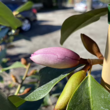 Close-up of a pink rhododendron bud, ready to bloom, nestled among glossy green leaves. A bamboo stake supports the plant, hinting at its young age and careful cultivation.