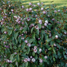 A dwarf magnolia shrub, covered in pale pink, cup-shaped flowers and glossy green leaves, thrives in a small garden setting. This fragrant shrub is ideal for adding beauty and scent to compact spaces.
