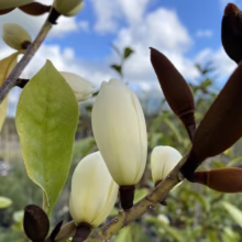 Michelia 'Fairy Cream' (Fairy Magnolia) bud.