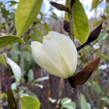 Michelia 'Fairy Cream' (Fairy Magnolia) opening bud at Leafland.