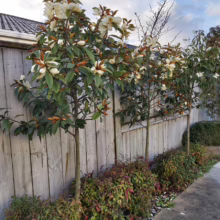 Michelia 'Fairy Cream' (Fairy Magnolia) flowering as topiaries.