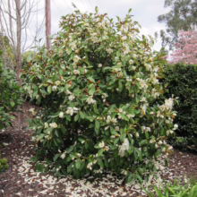 Michelia 'Fairy Cream' (Fairy Magnolia) flowering bush.