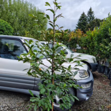 Michelia 'Fairy Cream' (Fairy Magnolia) plant at Leafland.