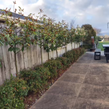 Michelia 'Fairy Cream' (Fairy Magnolia) pleached.