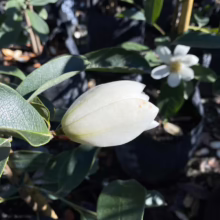 Michelia ‘Fairy White’ (Fairy Magnolia) bud.