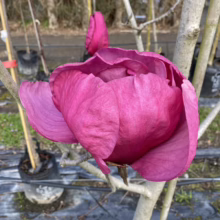 Magnolia ‘Felix’ (Magnolia) closed flower.