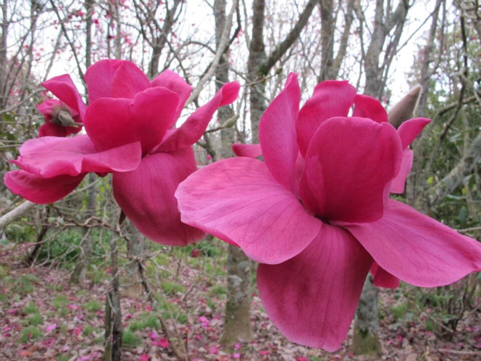 Magnolia ‘Felix’ (Magnolia) two flowers.