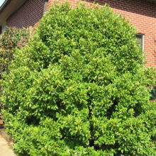 Michelia figo (Port Wine Magnolia) bush.