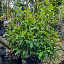 Michelia figo (Port Wine Magnolia) tree at Leafland.