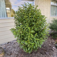 Michelia figo (Port Wine Magnolia) small bush.
