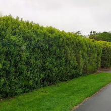 Michelia figo (Port Wine Magnolia) hedge.