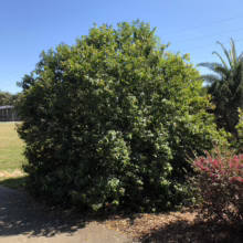Michelia figo (Port Wine Magnolia) in a garden.