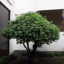 Michelia figo (Port Wine Magnolia) as a corner feature tree.