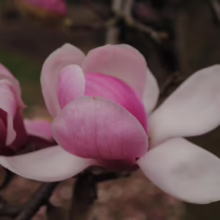 Magnolia ‘Forrest’s Pink’ (Magnolia) open flower.