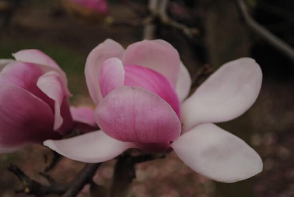 <i>Magnolia</i> 'Forrest's Pink' - Image 2