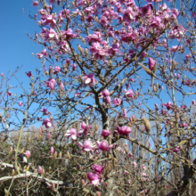 Magnolia ‘Forrest’s Pink’ (Magnolia) flowering tree.