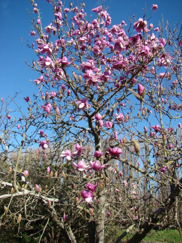 <i>Magnolia</i> 'Forrest's Pink' - Image 3