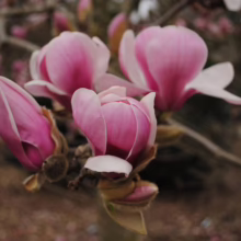 Magnolia ‘Forrest’s Pink’ (Magnolia) buds opening.