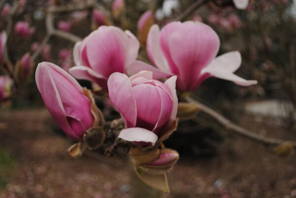 <i>Magnolia</i> 'Forrest's Pink' - Image 4