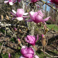 Magnolia ‘Forrest’s Pink’ (Magnolia) branch flowering.