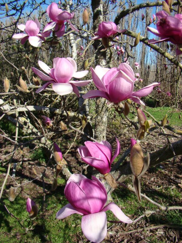 <i>Magnolia</i> 'Forrest's Pink' - Image 5