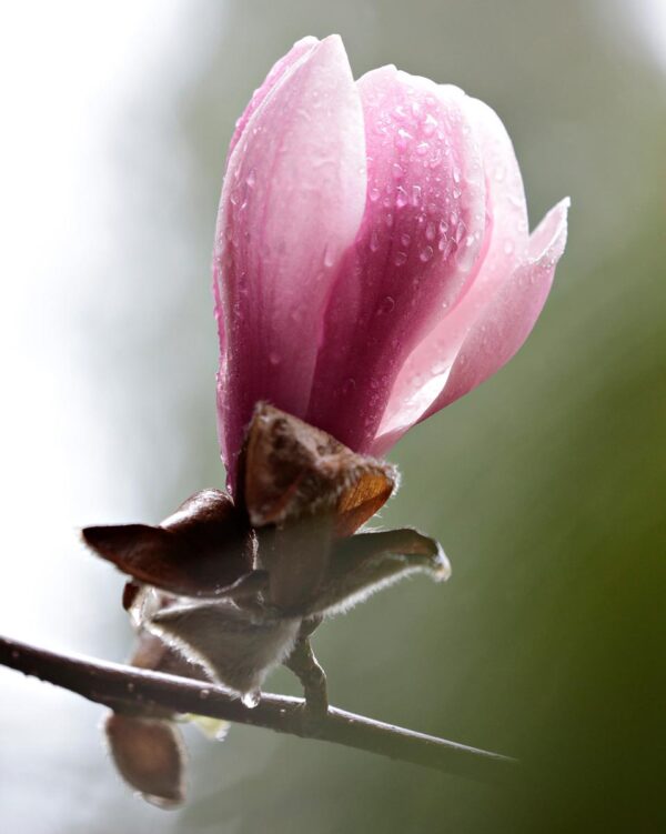 <i>Magnolia</i> 'Forrest's Pink'