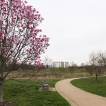 Magnolia ‘Galaxy’ (Magnolia) by a path.